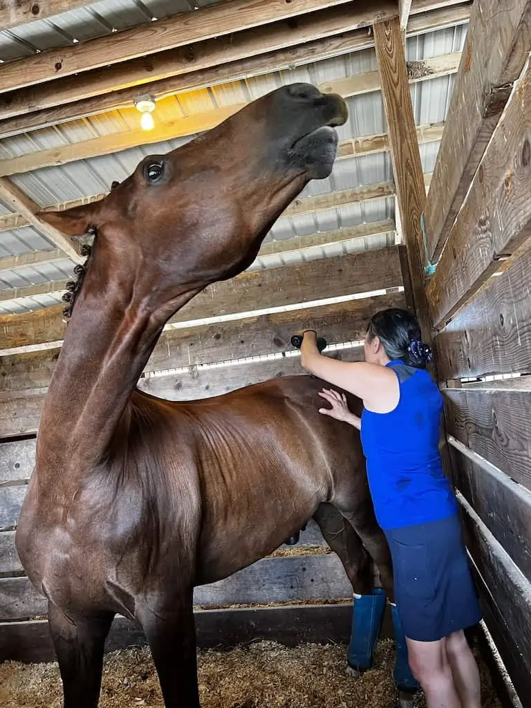 B37 equine massage gun on horse