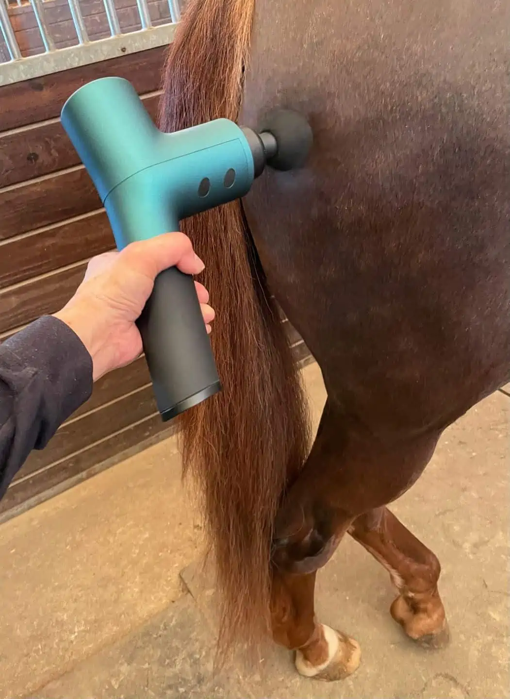 Ekrin B37 horse percussion massager in action
