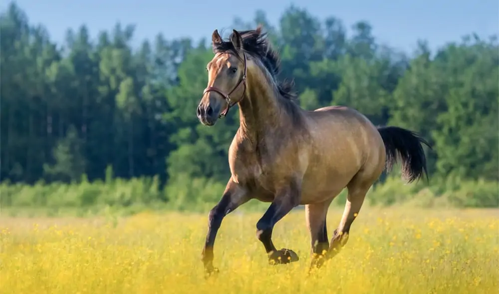 benefits of using massage guns on a horse