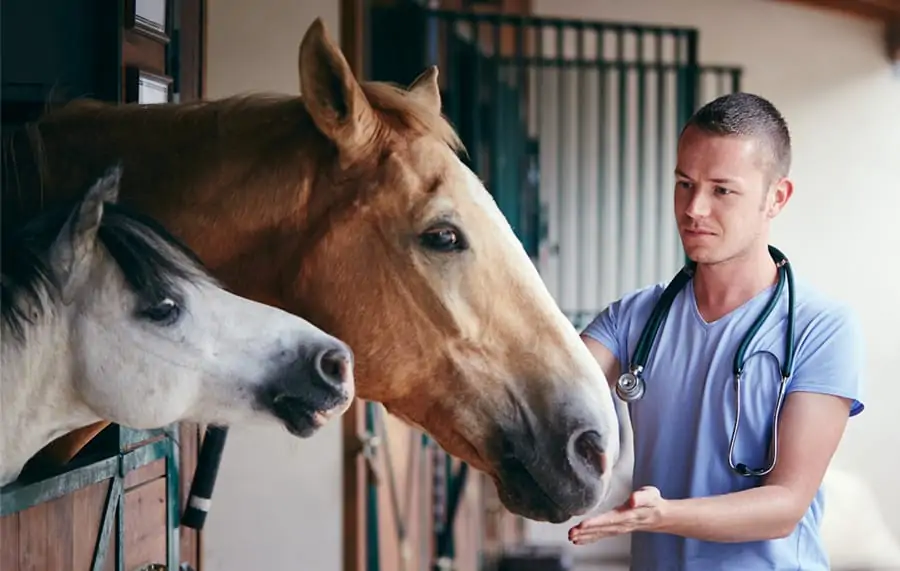 using massage gun on horse veterinarian