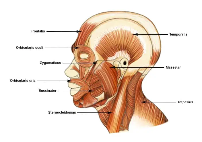Muscles of the Face