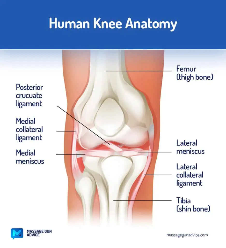 Human Knee Anatomy